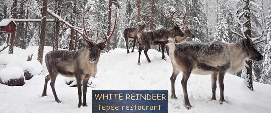 white reindeer